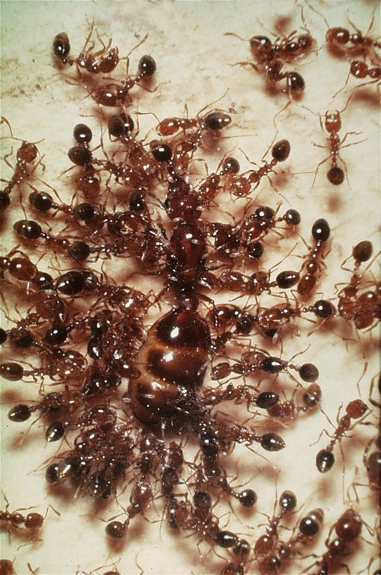 Why do ants live in colonies? Part 1: Genetics – Alex's Ants