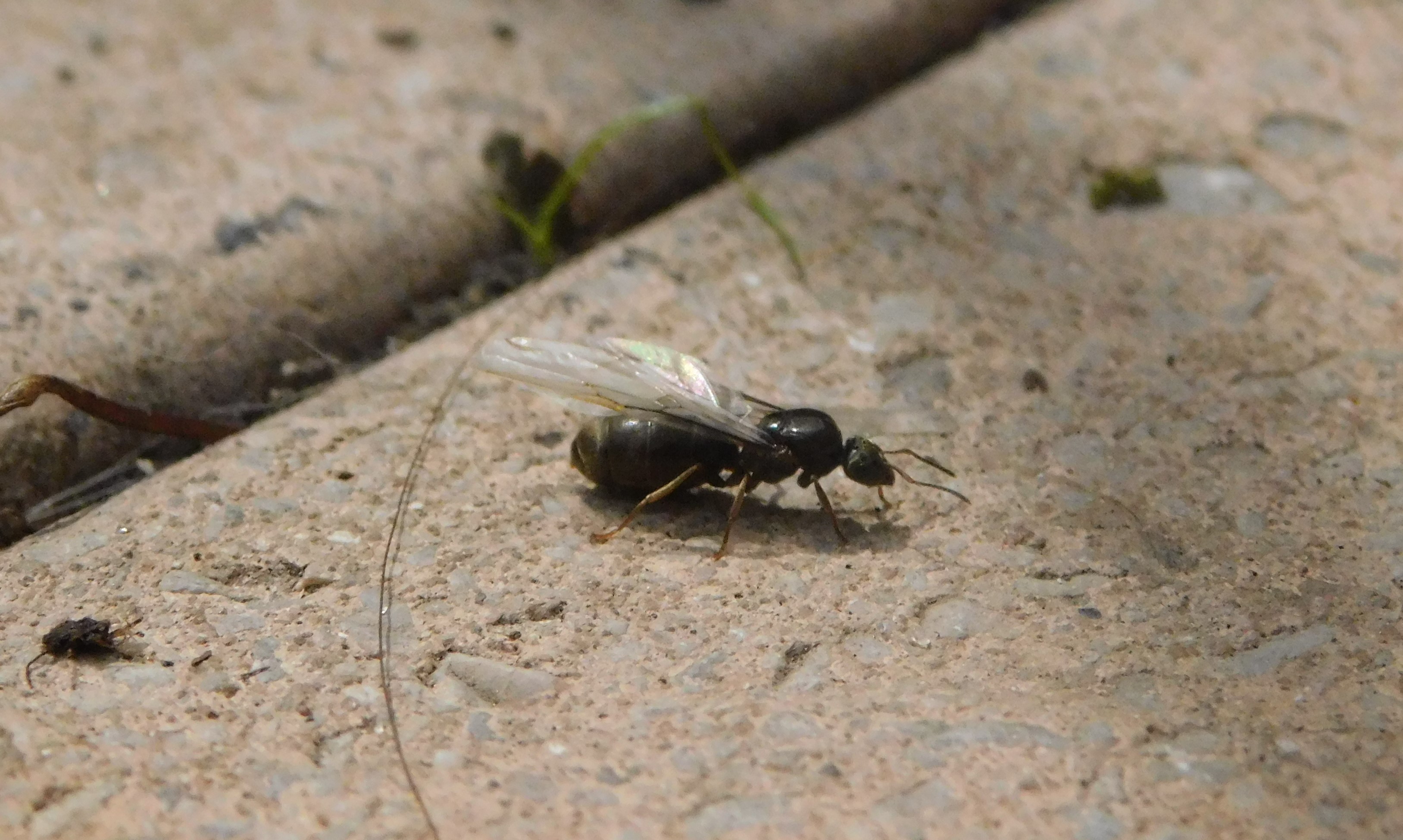Why Taxonomy Sucks – Alex's Ants